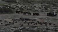 Dothraki's