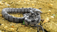 Cat Snake on Malta