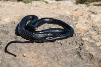 Black Whip Snake
