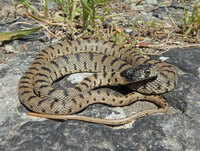 Algerian Whip Snake