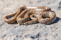 Leopard Snake