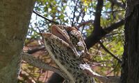 De kameleon