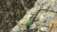 Maltese Wall Lizard