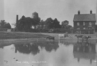 Cattle drinking from the pond in the '30s