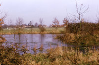 The Common in 1975 with saplings planted round the pond near the play area
