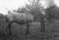 One of the Bobbin family of Swardeston with a fine horse - and the Tower Mill in the background