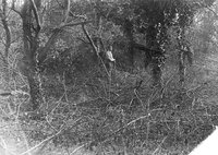 Clearing the overgrown orchard where St Omer Close was to be built