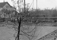 Corner of Mr. Emms’ cottage and orchard in Birchfield Lane, taken from the garden of ‘Crosstyx’ looking south-west. 1958-9.