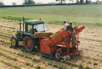 Putting straw on the strawberries at Paddock Farm, probably May 1989.