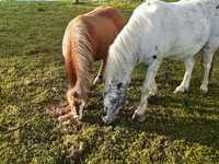 Unsere Ponys