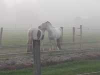 Fellpflege im Nebel