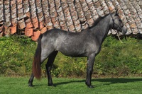 Miallo Gale. Till salu 2yo