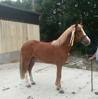 Glenbawn Fletcher 3yo