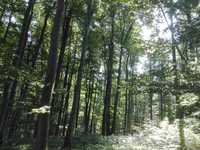 Walk and Talk in der Natur - Beratung beim Waldspaziergang