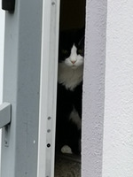Heimweh
