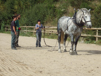Initiation a la traction animale