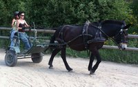 Mule attelée en simple