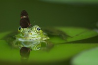 Foto: pexels.com