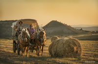 Balades en Calèche