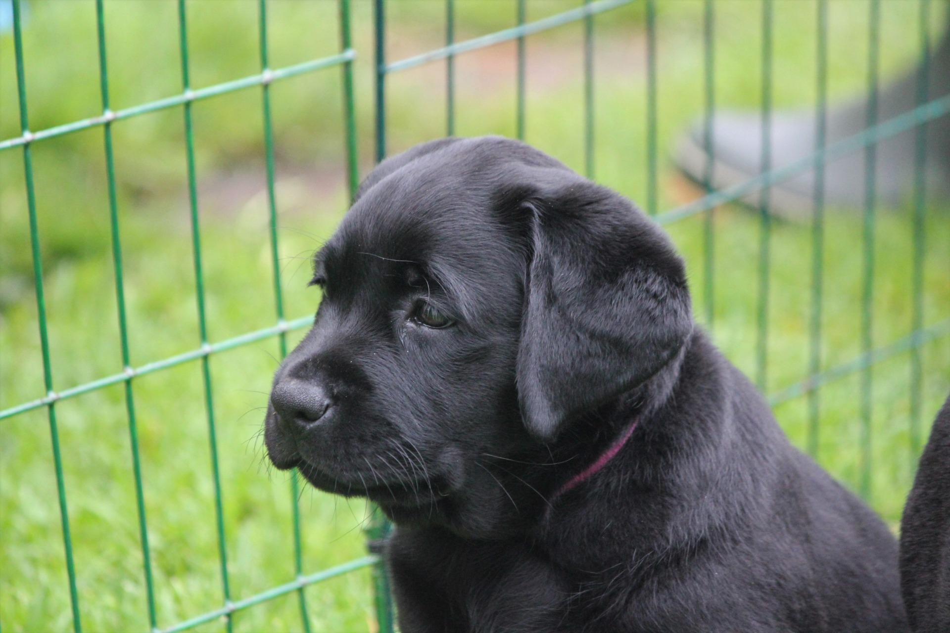 double bone labrador
