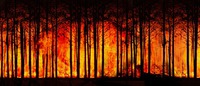 FLORESTA