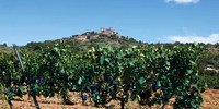 MONTERREI