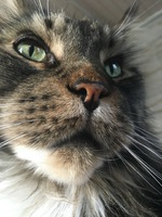 Mambo Coon´s Keanu