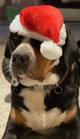 Wir wünschen allen einen schönen 1. Advent!