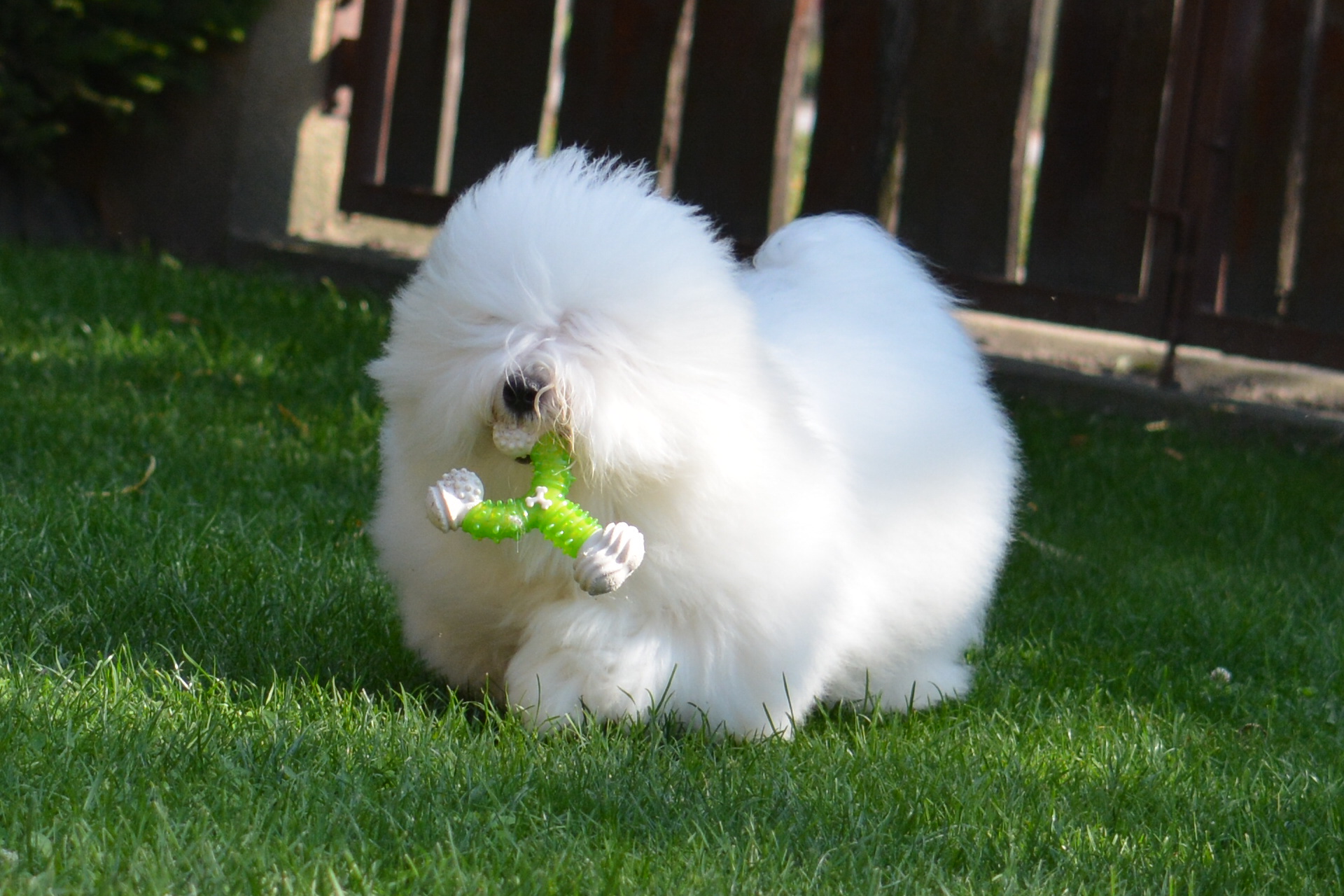 Whitebloom Coton de Tulear kennel