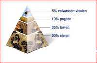 Waar zitten de vlooien? Voornamelijk in huis!