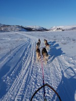 Misha & May Hildur, Selma & Chena, Kenai & Lupin