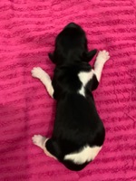 1. puppy, female.