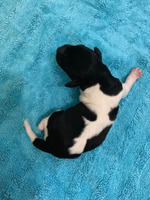 2. puppy, male.