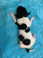 3. puppy, male.