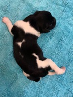 4. puppy, male.
