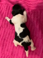 5. puppy, female.