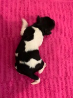 6. puppy, female.