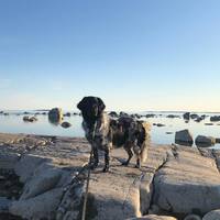 Milomiss Runaway King Litti "Lasse" Picture:Jenni Seeberg