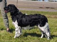 Milomiss Adventurous Donatella Versace "Ulpu" EXC CQ BB2 RES-CAC RES-CACIB