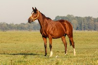 Lymondka