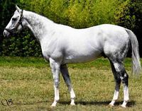 The Grey Gatsby