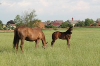 Tkliwy Nihilista jako hříbě s matkou Tozziou