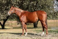 Wings of Desire v Heversham Park Stud v Jihoafrické republice