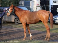 Shatra
