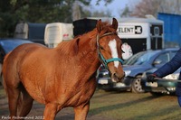 Shatra
