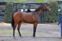 Si Su Henki (Protectionist-Symbol of Gold)