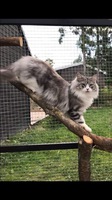 IC NO*Kongskogens Fenrir