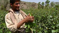 Le QAT, arbuste d'Afrique orientale et du Yemen.