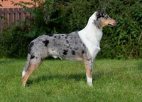 Merki - 15 months