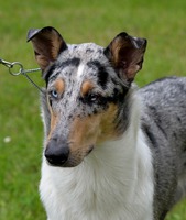 Merki - 15 months
